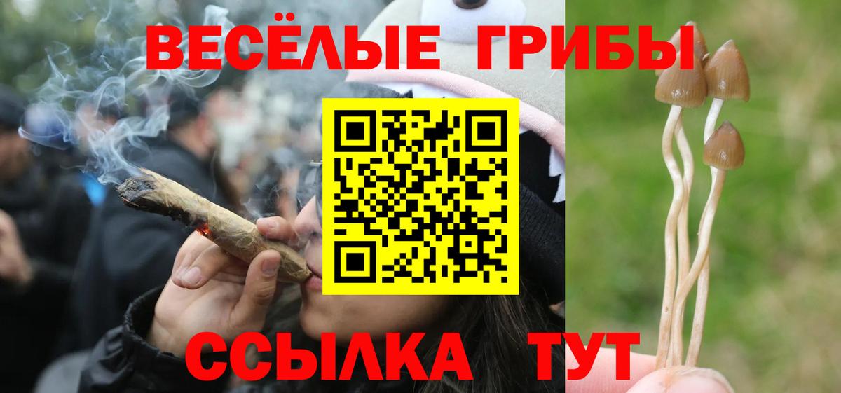 Псилоцибиновые грибы Psilocybe Гусиноозёрск